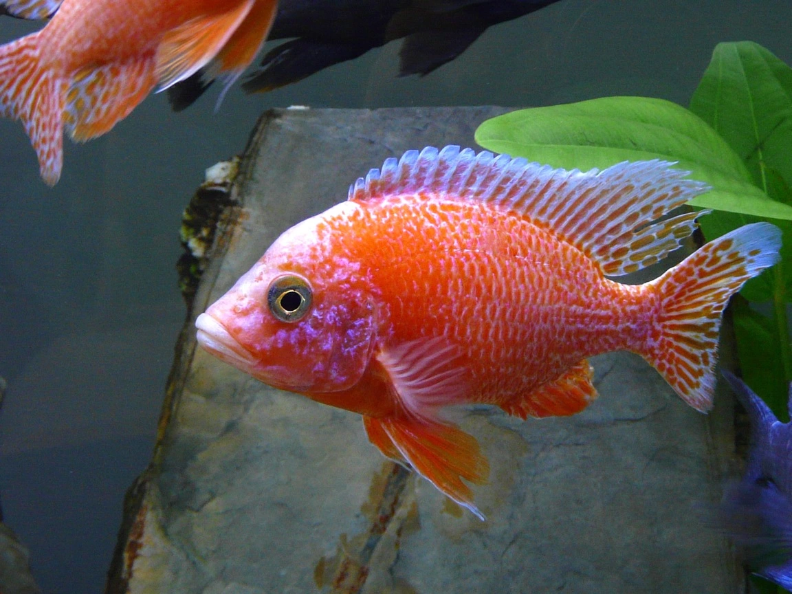 Ild Påfugle Cichlide (Aulonocara sp. Firefish)